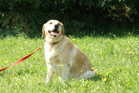 Hund